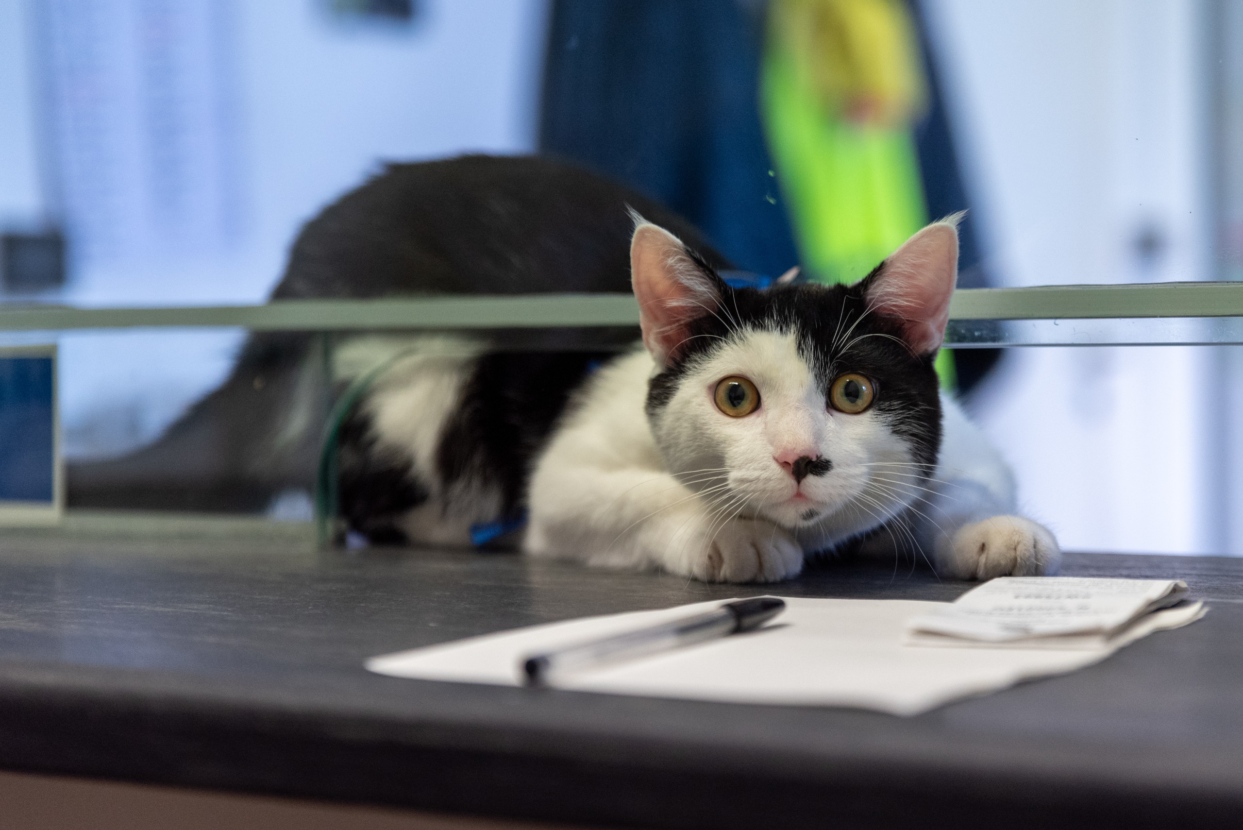 Pielle, il gatto mascotte della Polizia Locale